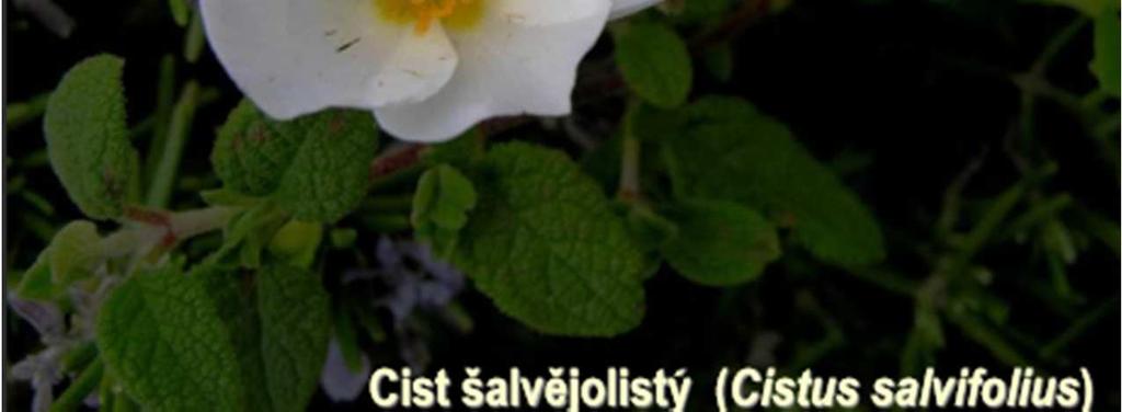 jde o rod: Cist šalvějolistý (Citus) Druh