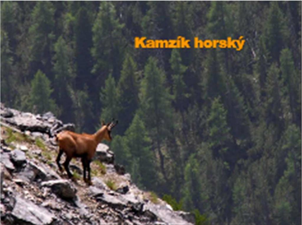 Rostlina na obrázku je častým druhem jarního aspektu
