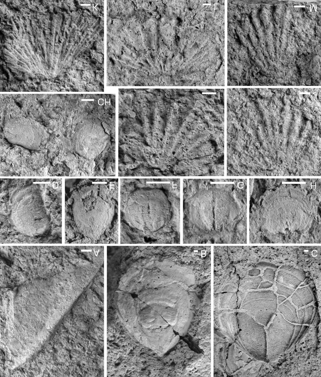 hrubými a nedělenými žebry: J. postcedens Havlíček, 1949 se jeví jako nejbližší, má však jemnější žebrování se žebry různé velikosti, Jivinella?