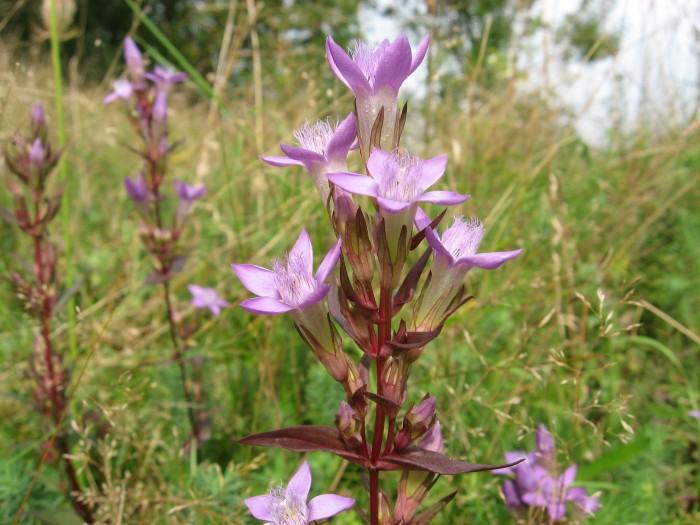7 Monitoring hořečku žlutavého (Gentianella lutescens)