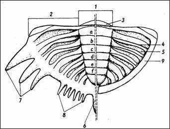 5.2 Thorax Hruď (thorax), tvoří střední část těla trilobitů. Skládá se z různého počtu článků (segmentů), které jsou navzájem pohyblivě spojené. Má nejmíň tři a nejvíc čtyřicet čtyři článků.