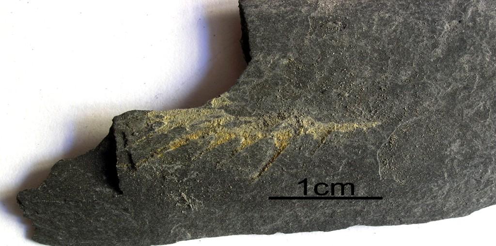 Leonaspis