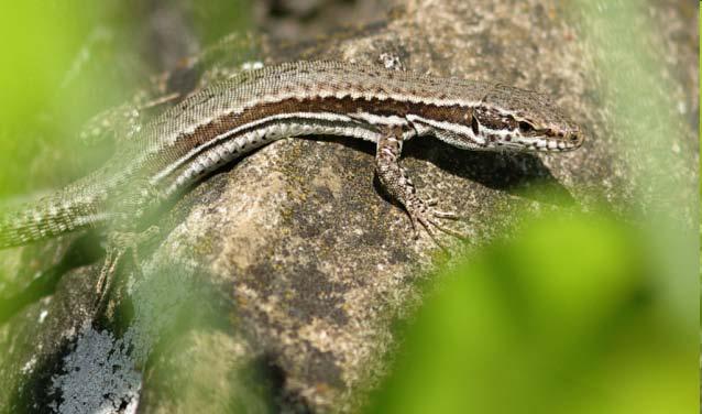 (submediteránní
