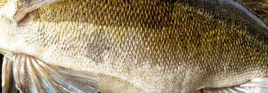 3280 006 3280 007 3280 012 Délka Gramáž citrus shad