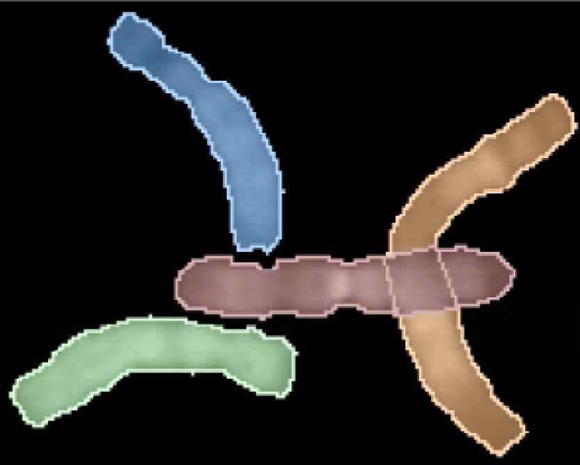 Jedná-li se o shluk, následuje hledání bodů překryvu nebo dotyku chromosomu. Hledání spočívá v nalezením lokálních minim v obrysu chromosomu vždy mezi dvěma body.