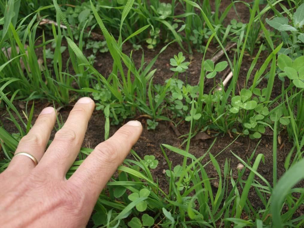 porostech srhou laločnatou. Tento druh dobře snáší sucho a při dodržení včasné sklizně a dostatečného hnojení produkuje velké množství kvalitní píce.