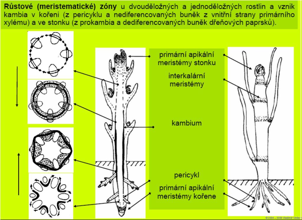 http://botany.upol.