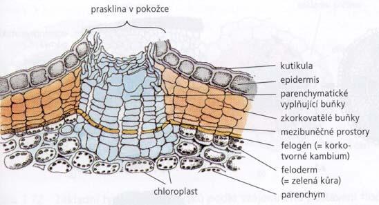 Pletiva trvalá - soustava pletiv Sekundární pletiva krycích = pletivo korkotvorné -