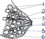 PODPORA PORODNÍ ASISTENTKY PŘI KOJENÍ Anatomické uspořádání mléčné žlázy 1. lalůčky žlázové tkáně (alveoly) 2. mléčný kanálek 3. Sinus 4. bradavka 5. dvorec 6.