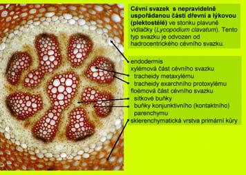 5. Felogen Vodivá pletivas Vodivá pletiva Xylém dřevní část