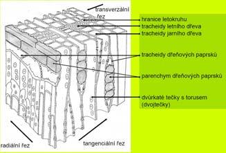 Homogenní - tracheidy, ne sklerenchym