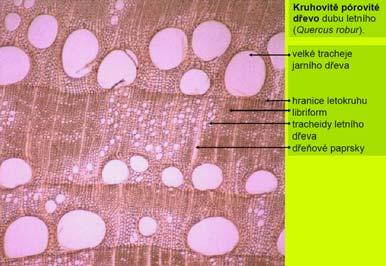 heterogenní články cév, tracheidy, sklerenchym, parenchym Vždy jen parenchym V