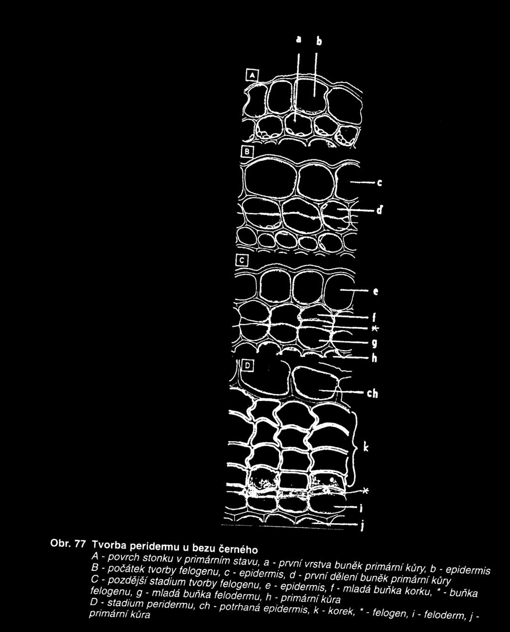 dilated phloem ray 6 xylem English name: Basswood/linden Scientific name: Tilia sp.