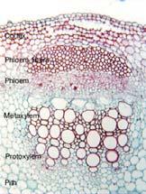 bundle of a dicot or gymnosperm Monocots x dicots Typical