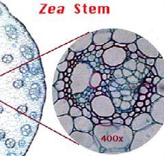 each bundle of monocots is similar to that in dicot vascular