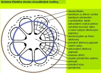 Sekundární tloustnutí stonku Sekundární tloustnutí stonku Kambium sekundární pletivo vodivé deuteroxylém a deuterofloém