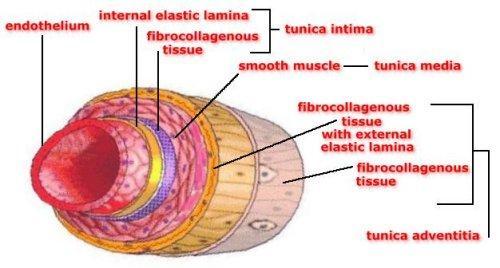 c) Velké elastické arterie: Tyto arterie mají nažloutlou barvu díky nahromaděnému elastinu v medii vlákna (6).