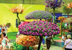 Drážďanská expozice orchidejí je prezentována jako jedna z největších a nejkrásnějších výstav svého druhu v Evropě. Na ploše 2 cca 5.000 m můžete obdivovat 20.000 květinových skvostů se 100.
