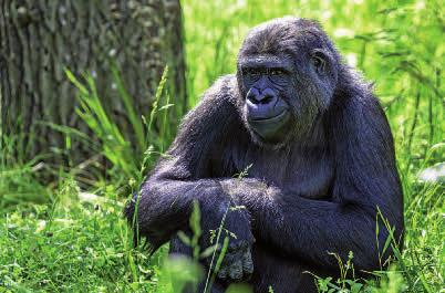 ZOO NORIMBERK & DELFINÁRIUM Zoo Nürnberg ZOO WILHELMA STUTTGART & CHOV LIDOOPŮ Zoo Wilhelma Delfín je obdivovaný inteligentní tvor. Dokáže neuvěřitelné věci.