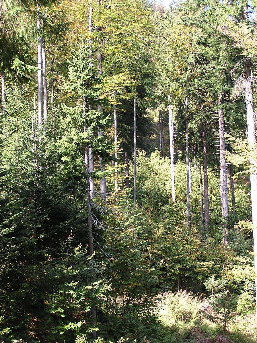 Slovinsko Myšlenkové směry PBPL v Evropě a ČR - historie a současnost Free style silviculture 1968 - prof. D.