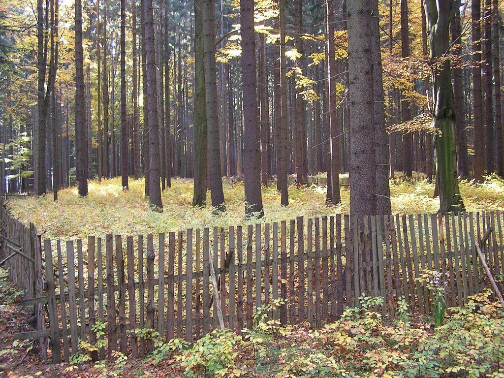 Markvarec