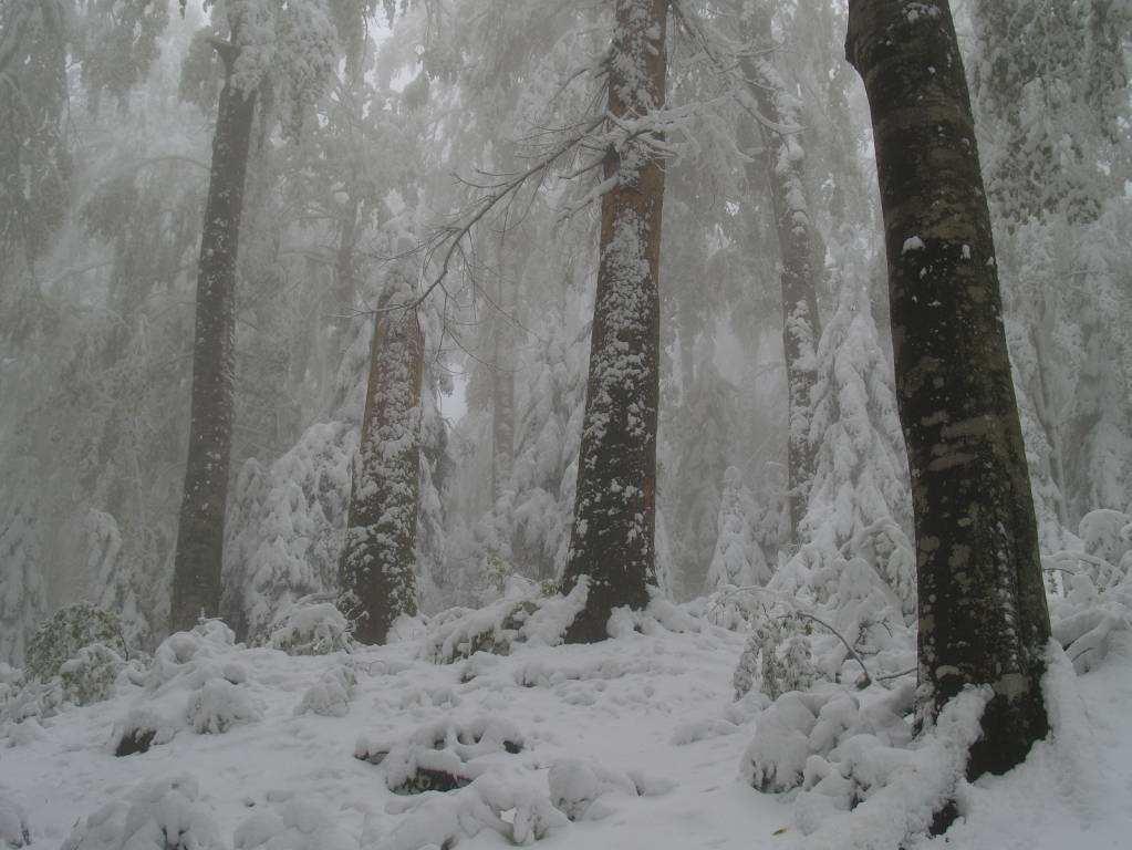Čorkova