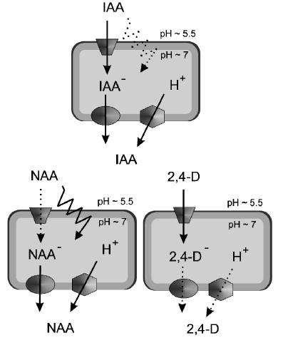 Auxin - role polárního transportu Přirozený auxin IAA a syntetické auxiny NAA a 2,4-D mají odlišné vlastnosti s ohledem na jejich prostupnost přes plazmatickou membránu
