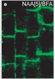 procesy Auxin je schopen stabilizovat