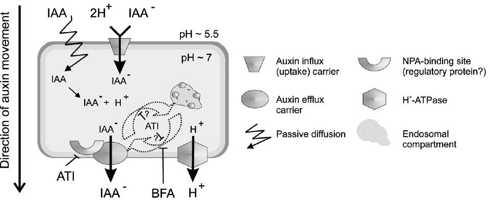 Auxin - role polárního transportu fyziologie rostlin PřF UK, Praha Auxin se kromě dálkového transportu floémem v rostlině transportuje systémem aktivních