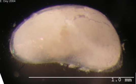 Ostracoda (lasturnatky) Candona candida - hojná, žije u dna chladných stojatých i