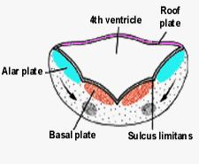 Vývoj rombencefalon stropní ploténka tenká lamela cylindr. bb.