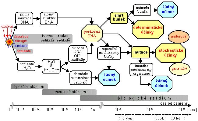 3. chemická fáze vznik volných atomů a radikálů, ty působí na bílkoviny a nukleonové kyseliny (mění i složení DNA) v organismu, trvání okolo 10-6 s 4.