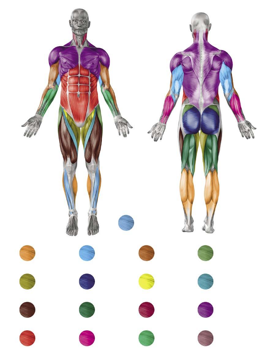 BOJOVÁ UMĚNÍ ANATOMIE SKUPINY SVALŮ PODLE FUNKCE Dorzální flexe v kotníku Plantární flexe v kotníku Extenze v lokti Flexe v lokti Abdukce v kyčli Addukce v kyčli