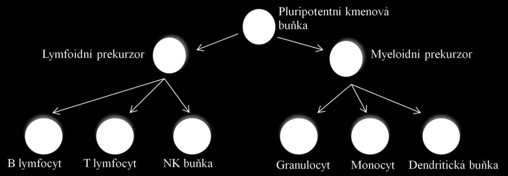 Dále průběžně organismus zbavuje odumřelých, starých či nějak pozměněných buněk vykonává imunitní dohled, a také udržuje toleranci vůči vlastním tkáním.