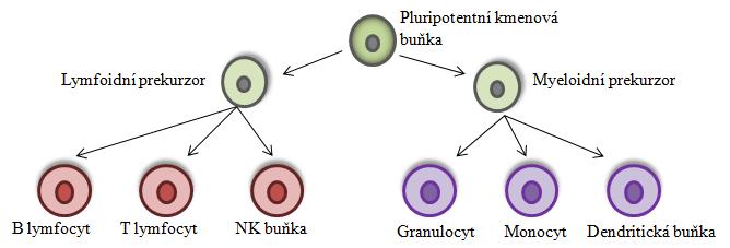 Fungují na základě rozpoznávání obecných strukturních či funkčních motivů, které jsou společné mnohým patogenům (tzv. PAMP, pathogen-associated molecular patterns).