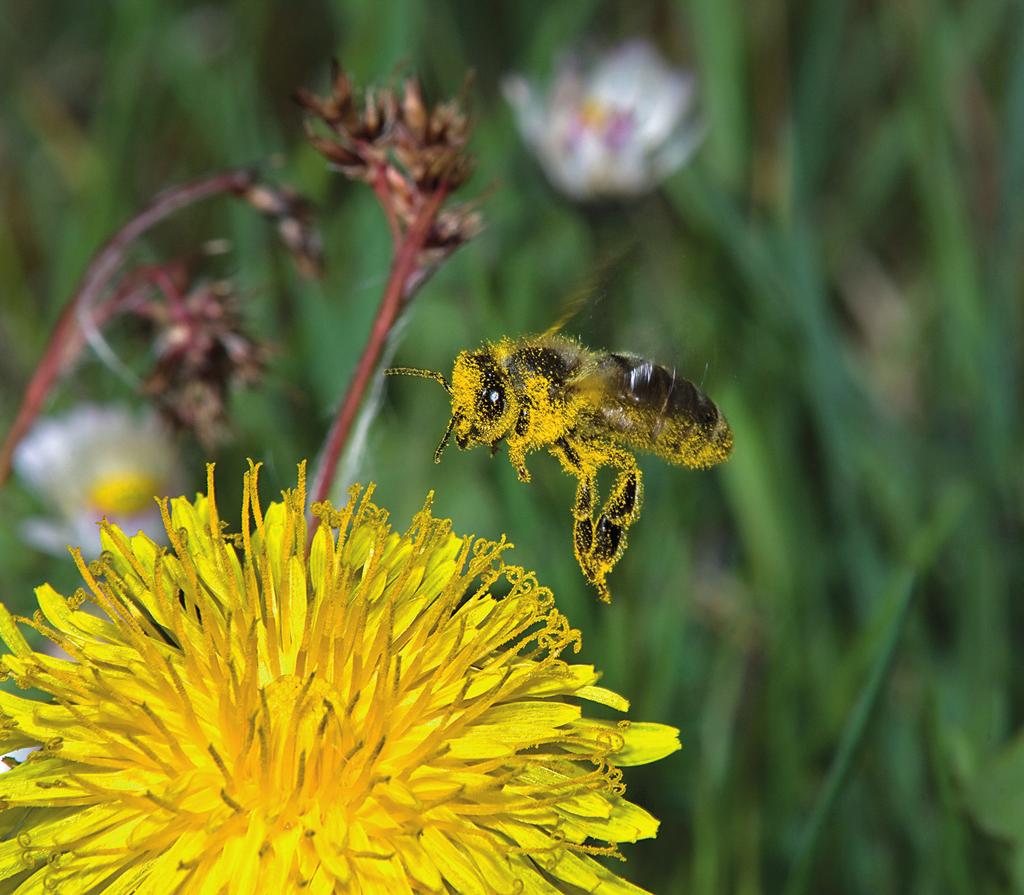 Ze života včel Vážení milovníci přírody, dostává se k vám tradiční vzdělávací hra, která si klade za cíl kromě zábavy, poskytnout informace z prostředí života včelího společenství.
