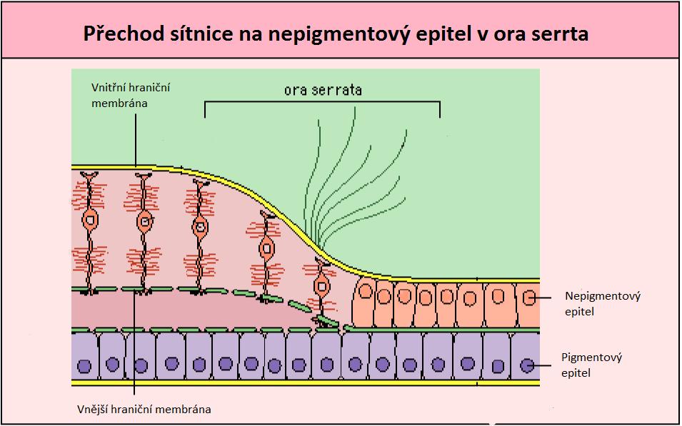 2.1.3 Ora serrata Ora serrata je klikatá linie sítnice, kde přestupuje optická část sítnice ve slepou. Dochází zde k oplošťování sítnice a redukci vrstev sítnice.