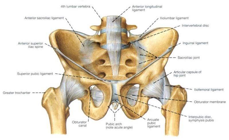 vyšetření per vaginam. Tento kloub doplňují vazy ligamentum pubicum superius et inferius (lig. Arcuatum pubis). (Čihák, 2011, Dylevský, 2009) Dále je pánev doplněna dalšími ligamenty.