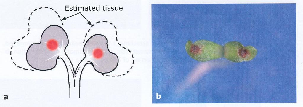 Rozlišení lehkých a těžkých vad -příklady vadni klíčenci a) schéma b) Lactuca sativa Odhadnutá tkáň Odhadnutá tkáň na středních žebrech jsou poškozené oblasti,