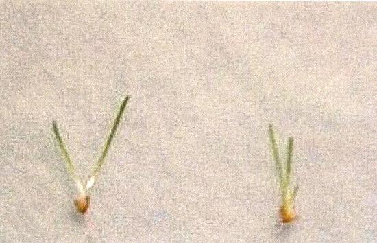 Trávy ve vzácných případech mohou z jednoho semene vzniknout dva nebo tři