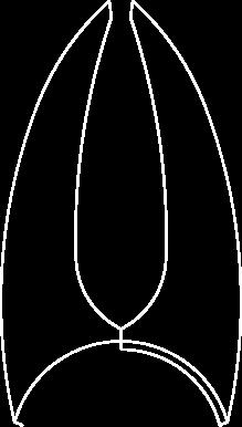 premoláry for upper premolars 16,4 cm 8