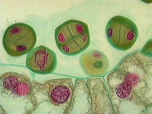 Telofáze II. tapetum IASPRR Cytokineze tetrád.