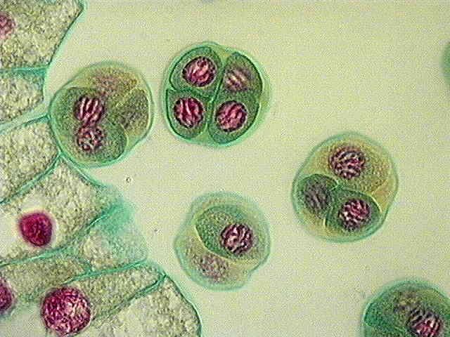 Tetrády mikrospor tapetum