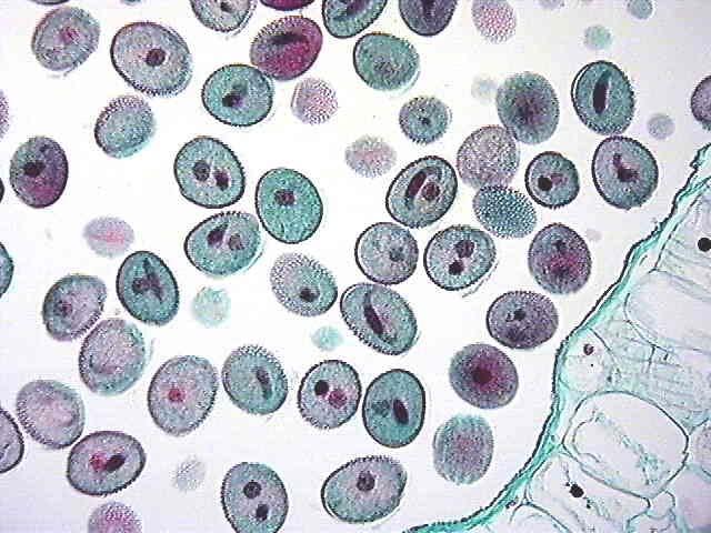 Dvoubuněčný pyl IASPRR Generativní buňky se tvoří zpočátku v kontaktu s intinou