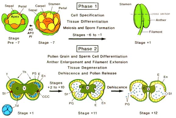Schéma vývoje prašníků a