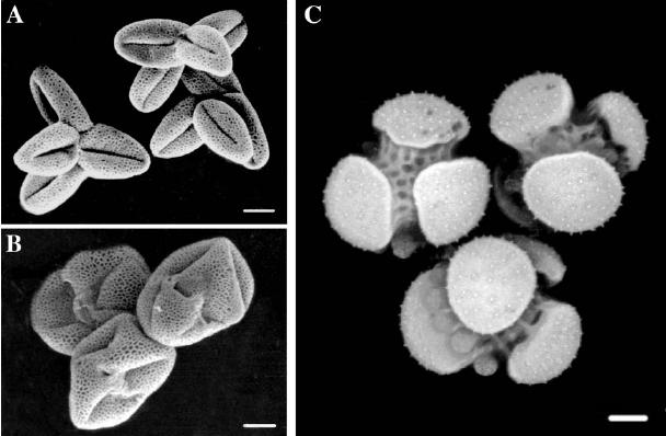 Arabidopsis mutant quartet narušení degradace pektinových složek stěny, tetrády zralých životaschopných pylových zrn Tetrády pylu