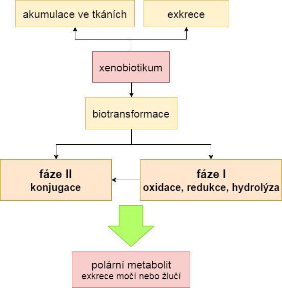 Obrázek 1 - Osud xenobiotik po vstupu do organismu [5] Biotransformací cizorodých látek dochází také ke zvýšení či sníţení jejich biologické aktivity, nebo se biologická aktivita nemění.