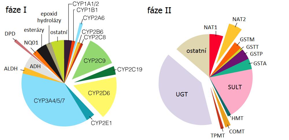 Obrázek 2 - Podíl jednotlivých typů enzymů na biotransformačním procesu. Enzymy, jejichž kruhová výseč leží mimo kruh, vykazují polymorfismy ovlivňující jejich aktivitu.