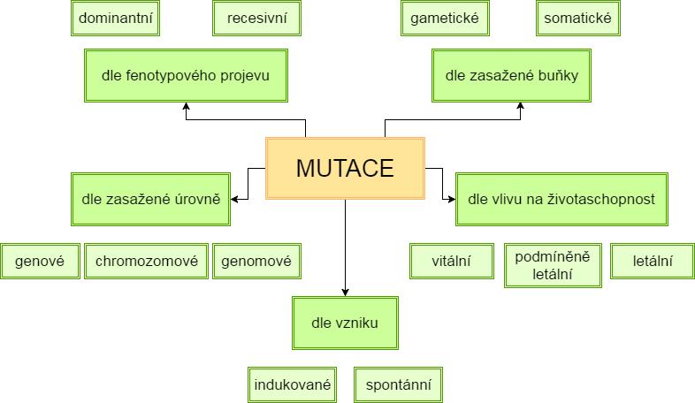 nádorových buněk do svého okolí i vzdálených tkání, tvoří se metastázy. Dochází také k tzv. neoangiogenezi čili tvorbě cév zásobujících nádorové buňky ţivinami a kyslíkem. [23]