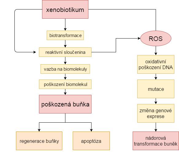 Obrázek 6 - Schéma působení xenobiotik jako induktorů oxidačního stresu Reakcí ROS s nukleovými kyselinami dochází k modifikacím bází typická je oxidace guanosinu volným hydroxylovým radikálem, který